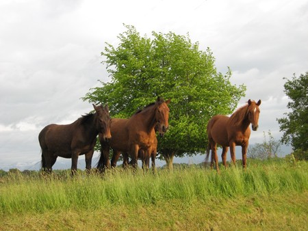 chevaux mulets poneys en vallée d'Ossau
